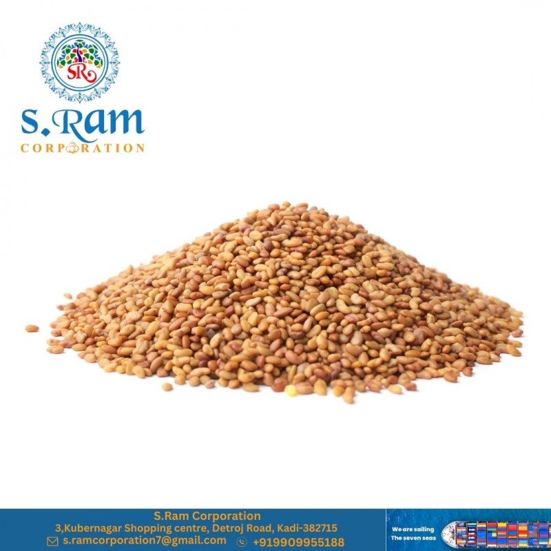 Alfalfa Seeds from India from India